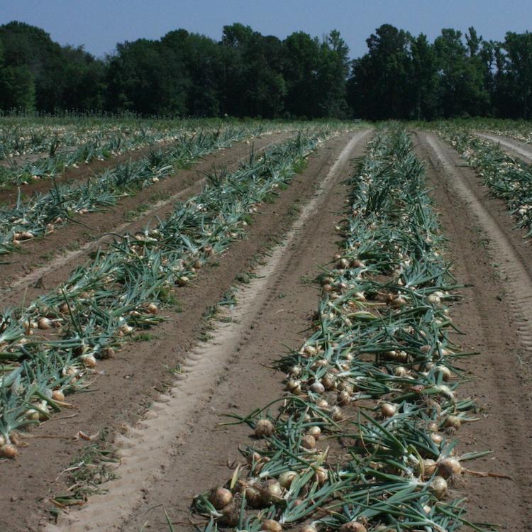 Vidalia onions to ship to stores April 12